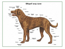 Общий вид собаки (сука), плакат глянцевый А1/А2 (глянцевый A1)