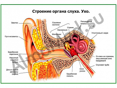Строение органа слуха, ухо плакат ламинированный А1/А2 (ламинированный	A2)