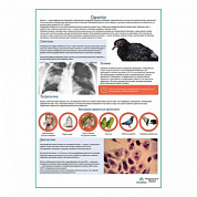 Орнитоз медицинский плакат А1+/A2+ (глянцевая фотобумага от 200 г/кв.м, размер A2+)