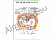 Межреберные нервы и артерии плакат ламинированный А1/А2 (ламинированный	A2)