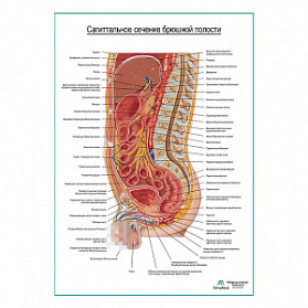 Сагиттальное сечение брюшной полости плакат глянцевый А1+/А2+ (глянцевый холст от 200 г/кв.м, размер A1+)