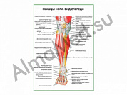 Мышцы ноги. Вид спереди плакат ламинированный А1/А2 (ламинированный	A2)