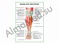 Мышцы ноги. Вид спереди плакат ламинированный А1/А2 (ламинированный	A2)