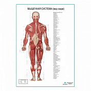 Мышечная система человека, вид сзади. Плакат глянцевый А1+/А2+ (глянцевая фотобумага от 200 г/кв.м, размер A2+)