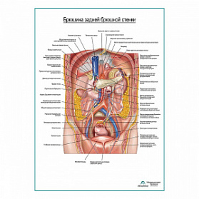 Брюшина задней брюшной стенки плакат глянцевый  А1+/А2+ (глянцевая фотобумага от 200 г/кв.м, размер A2+)