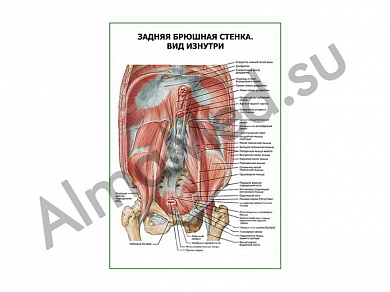 Задняя брюшная стенка. Вид изнутри плакат ламинированный А1/А2 (ламинированный	A2)