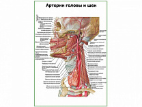 Артерии головы и шеи плакат глянцевый А1/А2 (глянцевый A2)