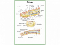 Строение пальцев плакат глянцевый А1/А2 (глянцевый A1)
