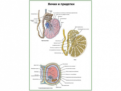 Яички и придатки плакат глянцевый А1/А2 (глянцевый A1)