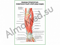 Мышцы предплечья, поверхностный слой. Вид сзади плакат глянцевый/ламинированный А1/А2 (глянцевый	A2)