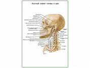 Костный скелет головы и шеи плакат глянцевый А1/А2 (глянцевый A1)