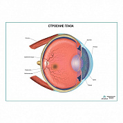 Строение глаза, плакат ламинированный/глянцевый А1/А2 (глянцевый	A2)