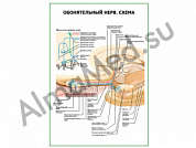 Обонятельный нерв. Схема плакат ламинированный А1/А2 (ламинированный	A2)