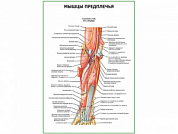 Мышцы предплечья, глубокий слой. Вид спереди плакат глянцевый А1/А2 (глянцевый A1)