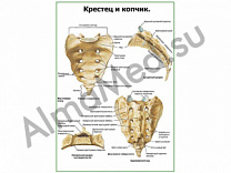 Крестец и копчик плакат глянцевый/ламинированный А1/А2 (глянцевый	A2)