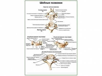 Строение шейных позвонков плакат глянцевый А1/А2 (глянцевый A1)