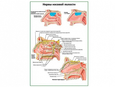 Нервы носовой полости (без носовой перегородки) плакат глянцевый А1/А2 (глянцевый A1)