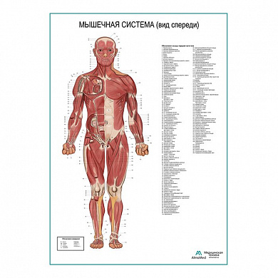 Мышечная система человека, вид спереди. Плакат глянцевый А1+/А2+ (матовый холст от 200 г/кв.м, размер A1+ )