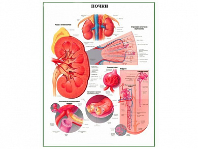 Строение почки, плакат глянцевый/ламинированный А1/А2 (глянцевый	A2)