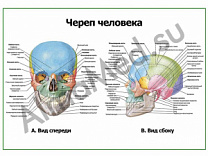 Череп человека: вид спереди и сбоку, плакат глянцевый/ламинированный А1/А2 (глянцевый	A2)