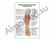 Мышцы ноги. Вид спереди глубокий слой плакат глянцевый/ламинированный А1/А2 (глянцевый	A2)