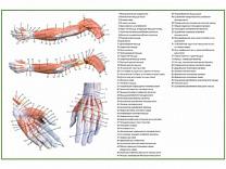 Мышцы руки, плакат глянцевый А1/А2 (глянцевый A1)