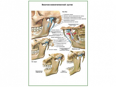 Височно-нижнечелюстной сустав плакат глянцевый А1/А2 (глянцевый A1)