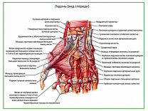 Мышцы и артерии кисти, плакат глянцевый А1/А2 (глянцевый A1)
