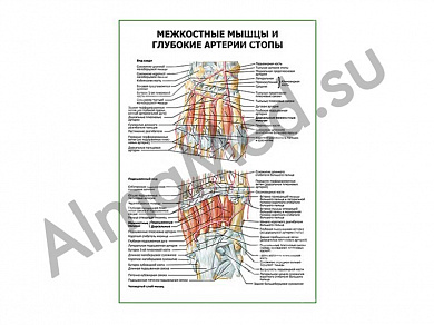 Межкостные мышцы и глубокие артерии стопы плакат глянцевый/ламинированный А1/А2 (глянцевый	A2)