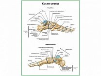 Кости стопы плакат глянцевый А1/А2 (глянцевый A1)