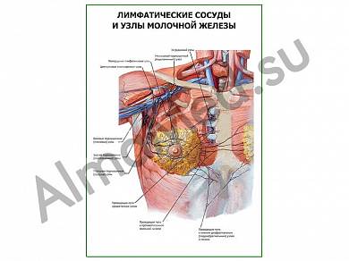 Лимфатические сосуды и узлы молочной железы плакат ламинированный А1/А2 (ламинированный	A2)