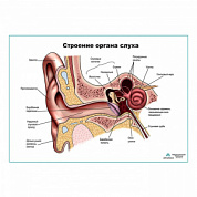 Строение органа слуха, ухо плакат глянцевый А1+/А2+ (матовый холст от 200 г/кв.м, размер A1+)
