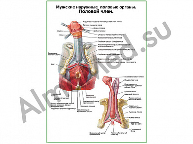 Строение полового члена слой плакат глянцевый/ламинированный А1/А2 (глянцевый	A2)