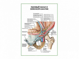 Паховый канал и семенной канатик плакат глянцевый А1/А2 (глянцевый A2)