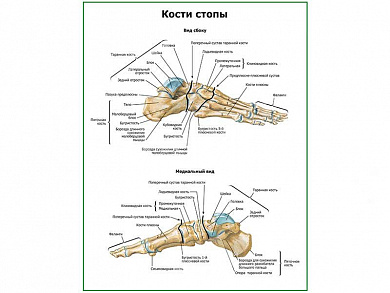 Кости стопы плакат глянцевый А1/А2 (глянцевый A2)