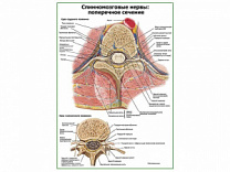 Спинномозговые нервы поперечное сечение плакат глянцевый А1/А2 (глянцевый A2)