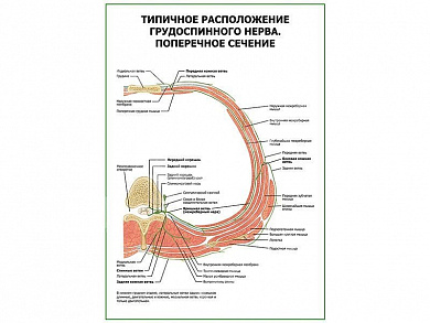 Типичное расположение грудоспинного нерва. Поперечное сечение плакат глянцевый А1/А2 (глянцевый A2)