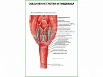 Соединение глотки и пищевода плакат глянцевый  А1/А2 (глянцевый A1)