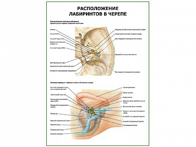 Расположение лабиринтов в черепе плакат глянцевый А1/А2 (глянцевый A1)