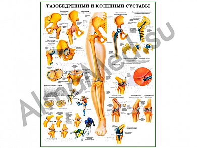 Тазобедренный и коленный суставы, плакат ламинированный А1/А2 (ламинированный	A2)