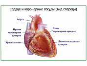 Артерии сердца, плакат глянцевый/ламинированный А1/А2 (глянцевый	A2)