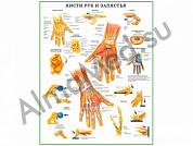 Кисти рук и запястья, плакат ламинированный А1/А2 (ламинированный	A1)