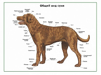 Общий вид собаки (сука), плакат глянцевый/ламинированный А1/А2 (глянцевый A2)