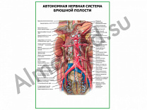 Автономная нервная система брюшной полости плакат ламинированный А1/А2 (ламинированный	A2)