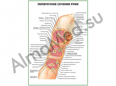 Поперечное сечение руки плакат ламинированный А1/А2 (ламинированный	A2)