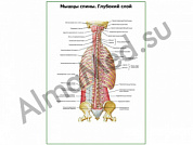 Мышцы спины. Глубокий слой плакат глянцевый/ламинированный А1/А2 (глянцевый	A2)