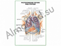 Расположение легких. Вид спереди плакат ламинированный А1/А2 (ламинированный	A2)