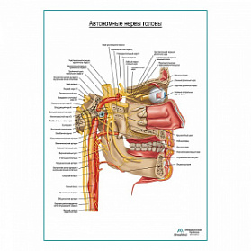 Автономные нервы головы плакат глянцевый А1+/А2+ (матовый холст от 200 г/кв.м, размер A1+)