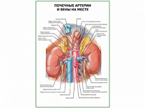Почечные артерии и вены на месте плакат глянцевый А1/А2 (глянцевый A2)