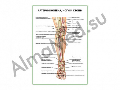 Артерии колена, ноги и стопы плакат глянцевый/ламинированный А1/А2 (глянцевый	A2)